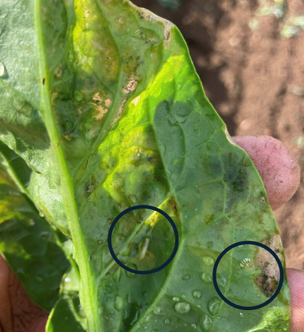 A spinach leaf with two black circles highlighting a leafminer larva and an egg mass.